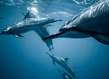 咪咕体育-爵士127-122逆转胜森林狼 乔治生涯新高43分